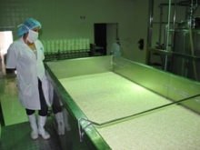 8 mil litros de leche aumentó planta procesadora en Upata