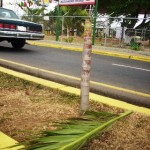 plantas de la avenida Raúl Leoni fueron destruidas